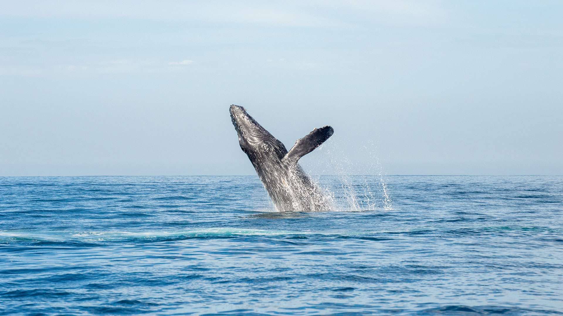 La temporada ideal para disfrutar del avistamiento de estos gigantes tiene lugar entre diciembre y abril. En ese período, los animales dan a luz a sus ballenatos y les enseñan cómo alimentarse.